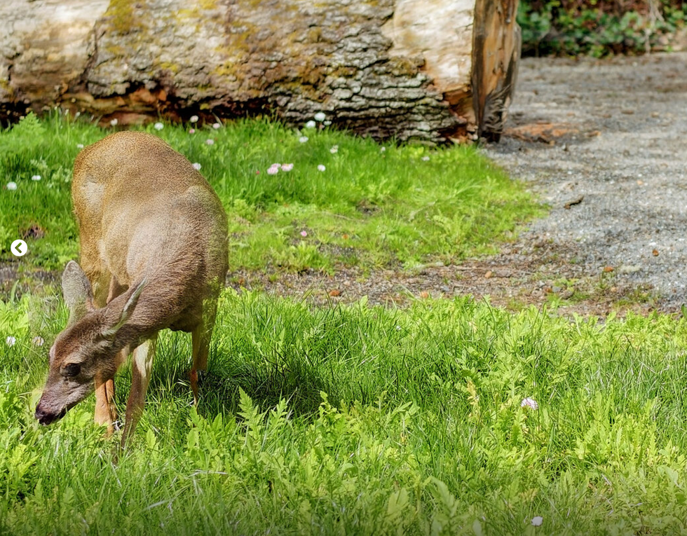 A deer wandering the backyard.